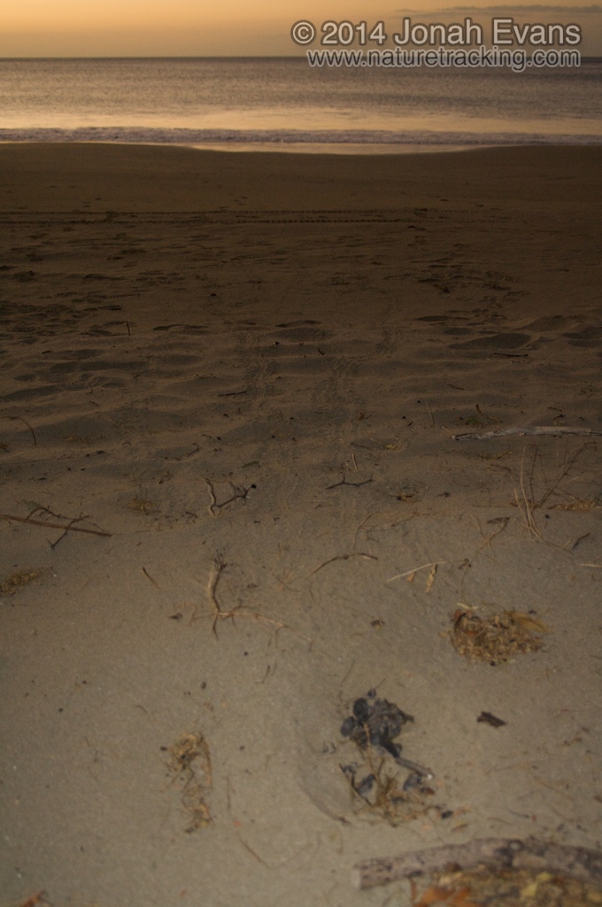 Baby Green Sea Turtle Tracks