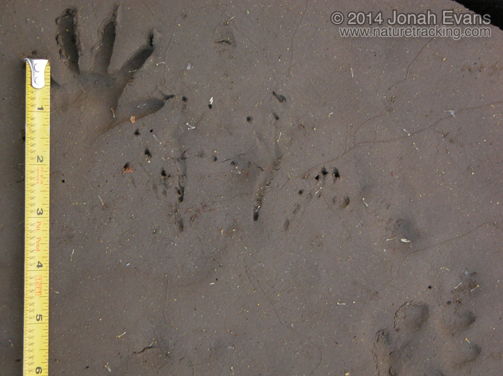 Bullfrog Tracks