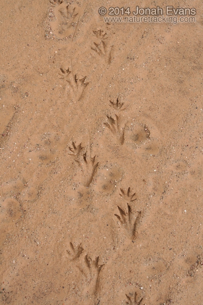 Caiman Tracks (South America)