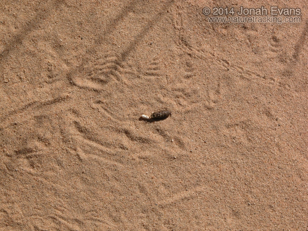 Lizard Scat