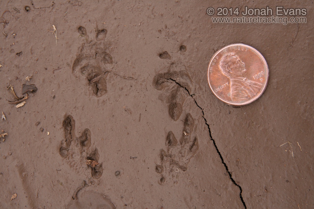 Toad Tracks