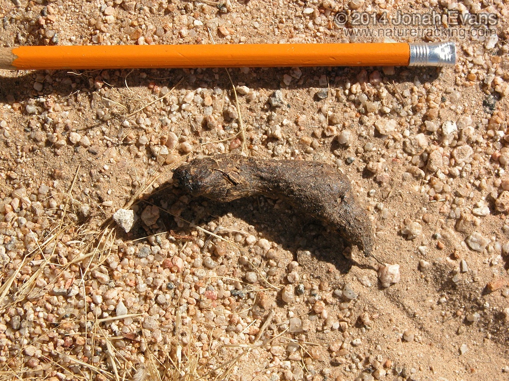 Desert Tortoise Scat