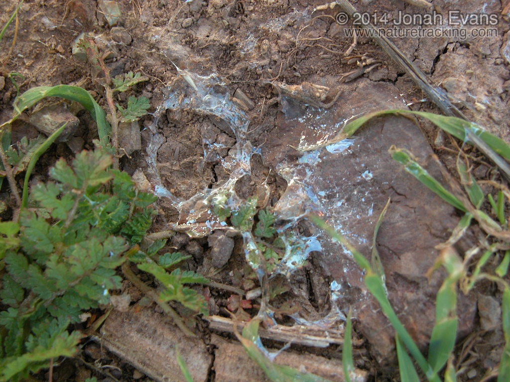Banana Slug Slime