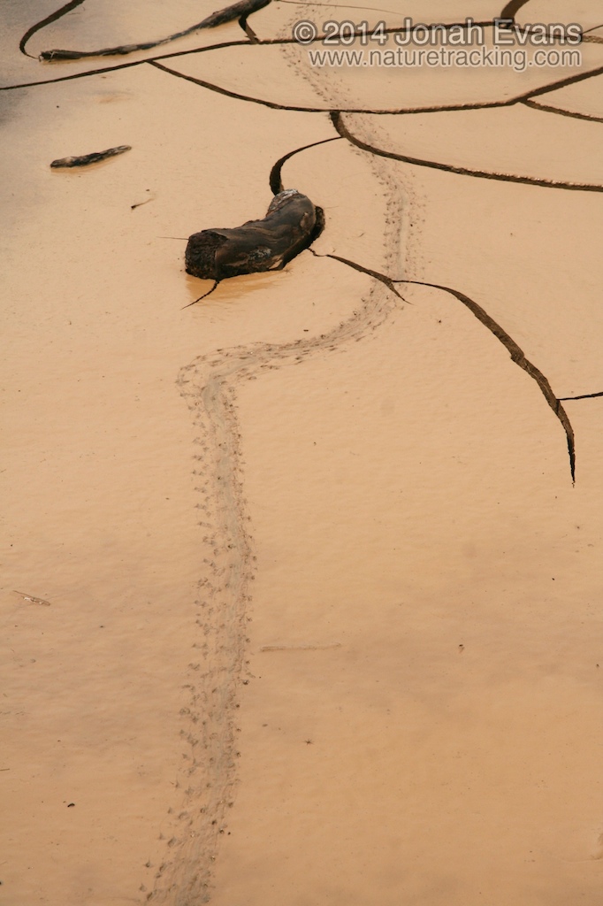Crab Tracks (Peru)