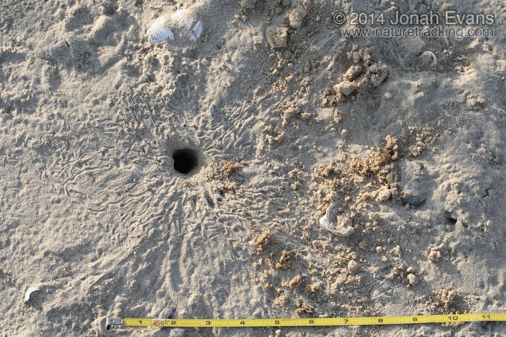 Ghost Crab Tracks