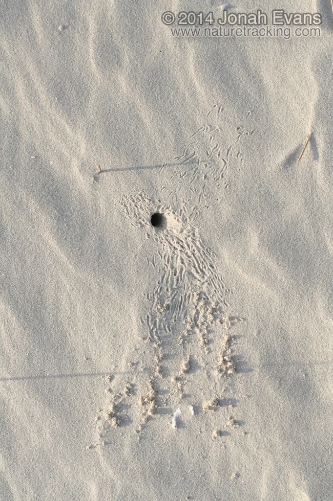 Ghost Crab Tracks