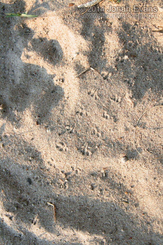 Scorpion Tracks