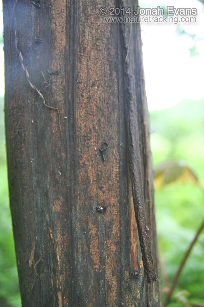 Slug Scat
