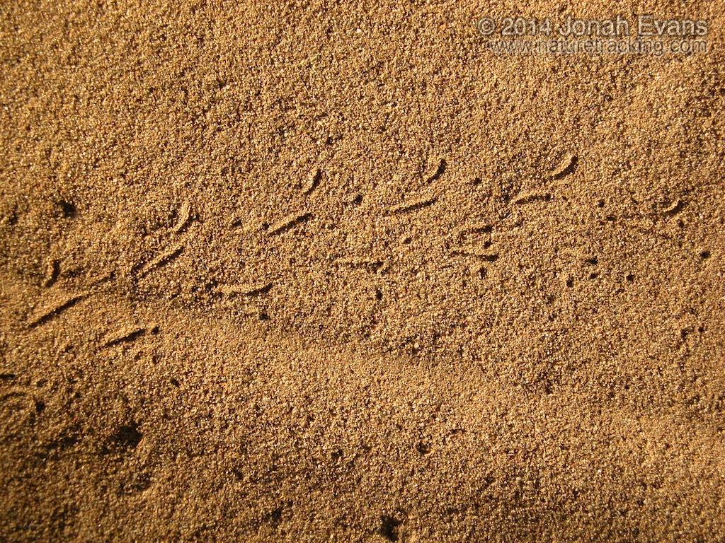 Spider Tracks