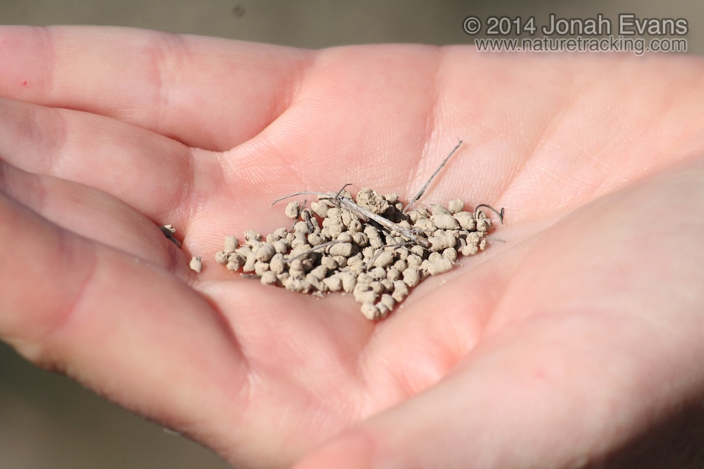 Worm Scat (Castings)