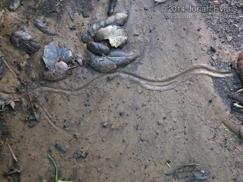 Worm Trail