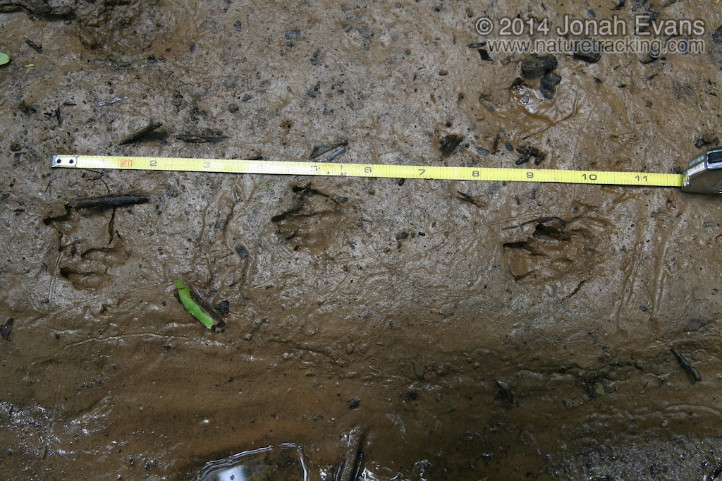Agouti Tracks