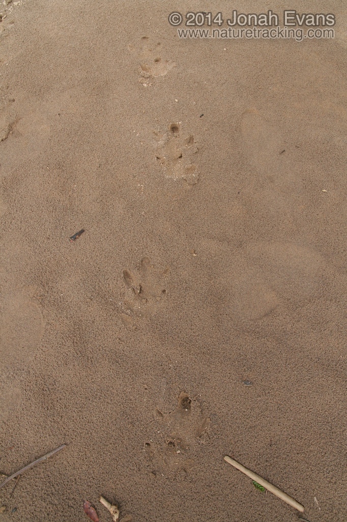 Capybara Tracks