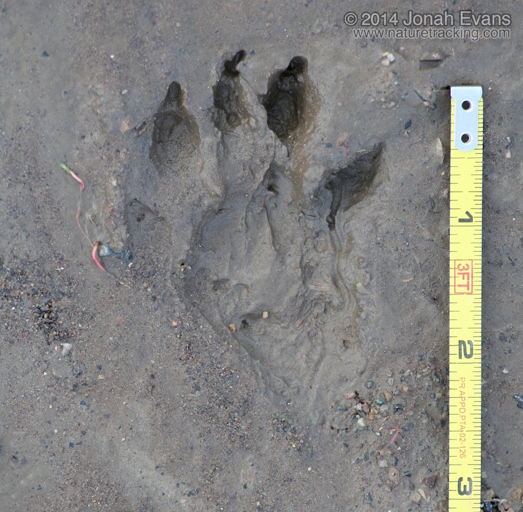 Yellow-bellied Marmot Tracks