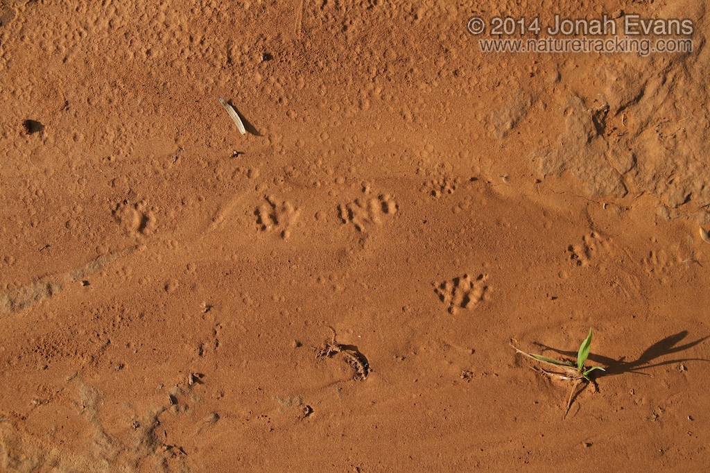 Woodrat Tracks
