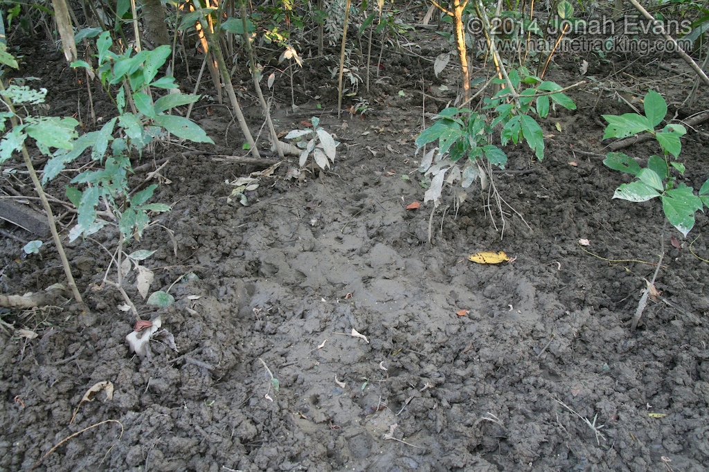 Peccary Digging