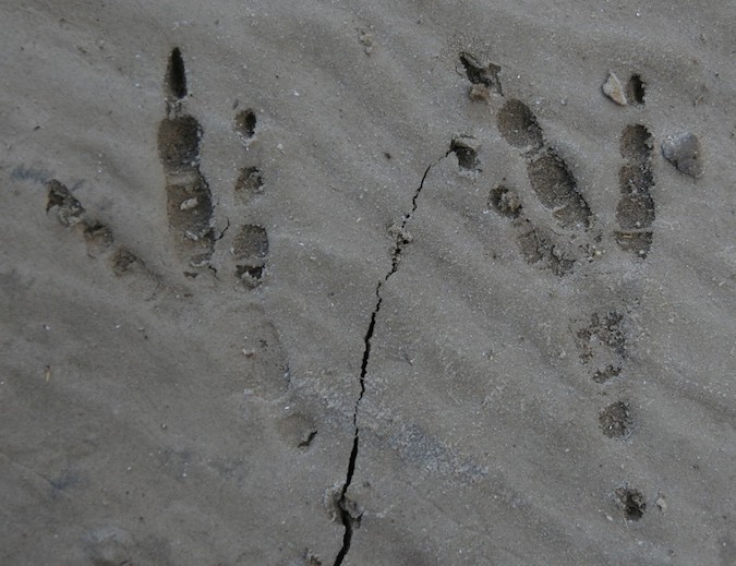 Bird Tracks