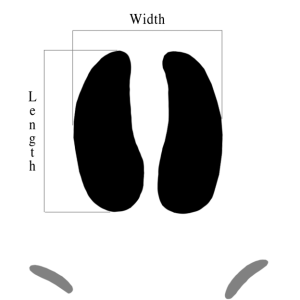 Measuring Animal Tracks (Feral Hog)